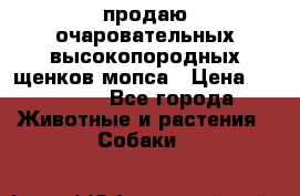 продаю очаровательных высокопородных щенков мопса › Цена ­ 20 000 - Все города Животные и растения » Собаки   